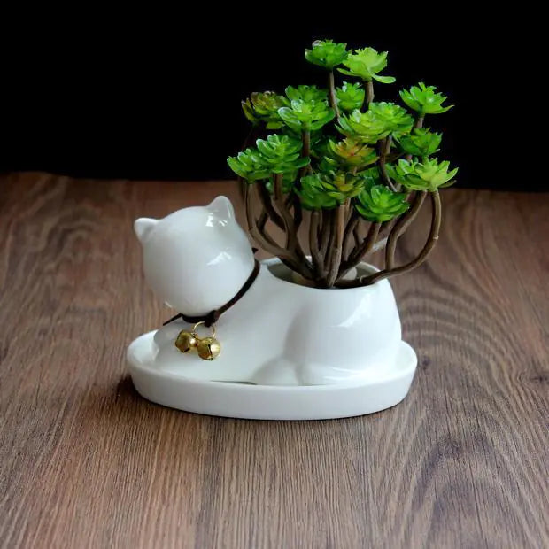 Gato Blanco Elegante