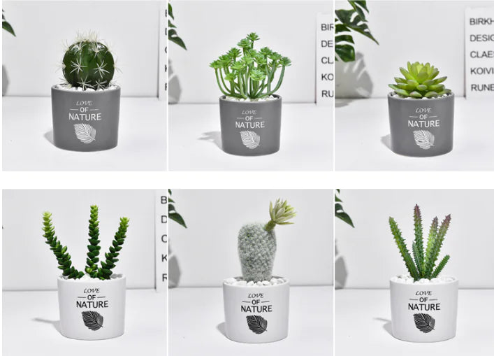 Cactus Estilo Nórdico