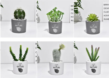 Cactus Estilo Nórdico
