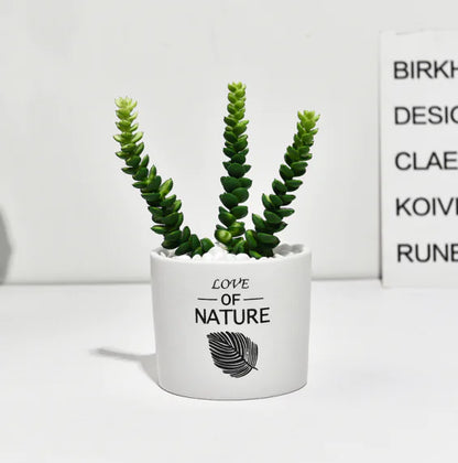 Cactus Estilo Nórdico