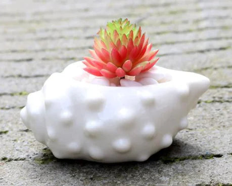 Set Conchas y Caracolas