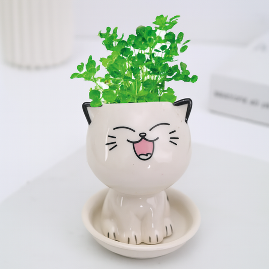 Mini Gatito Smile