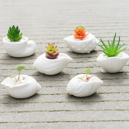 Set Conchas y Caracolas