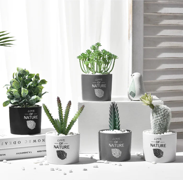Cactus Estilo Nórdico