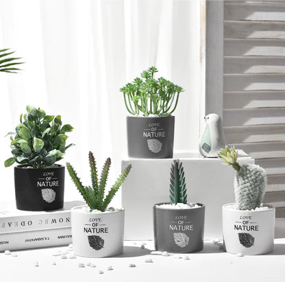 Cactus Estilo Nórdico