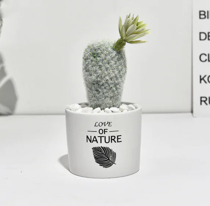 Cactus Estilo Nórdico