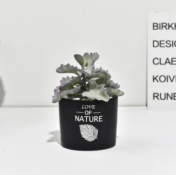 Cactus Estilo Nórdico
