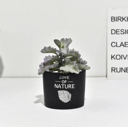 Cactus Estilo Nórdico