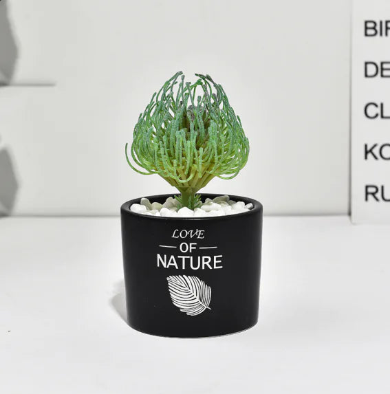 Cactus Estilo Nórdico