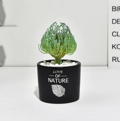 Cactus Estilo Nórdico