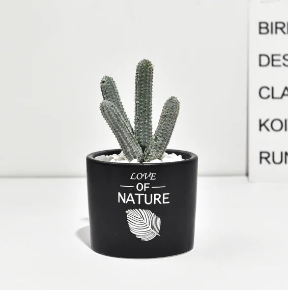 Cactus Estilo Nórdico