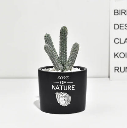 Cactus Estilo Nórdico