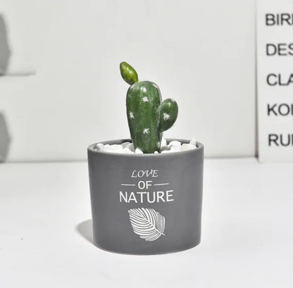 Cactus Estilo Nórdico
