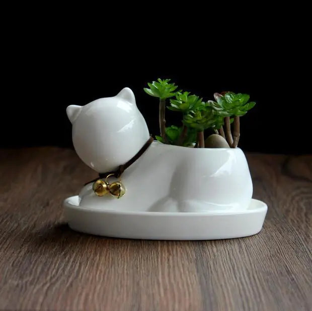 Gato Blanco Elegante