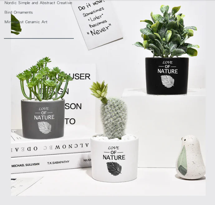 Cactus Estilo Nórdico