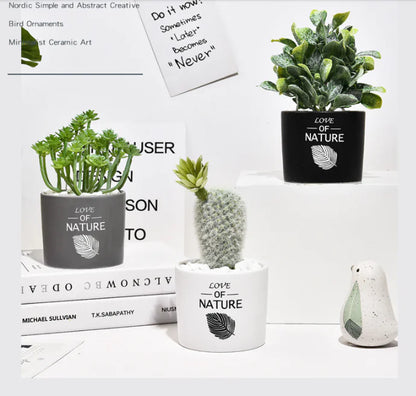 Cactus Estilo Nórdico