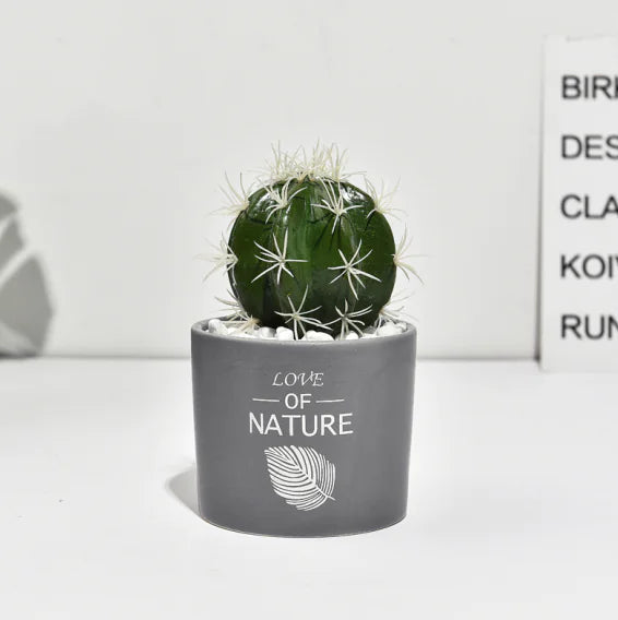 Cactus Estilo Nórdico