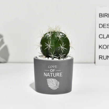 Cactus Estilo Nórdico