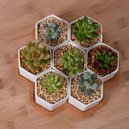 Set Cerámicas Hexagonales Blancas
