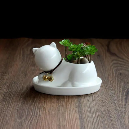 Gato Blanco Elegante