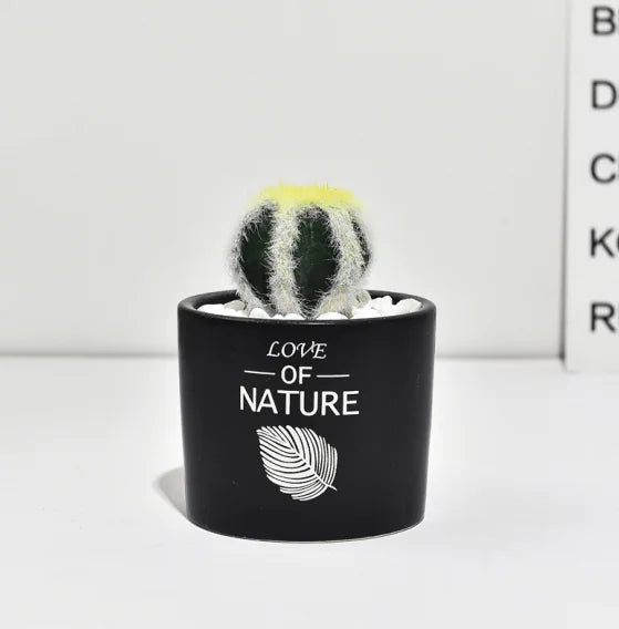 Cactus Estilo Nórdico