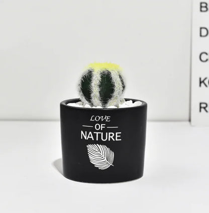Cactus Estilo Nórdico